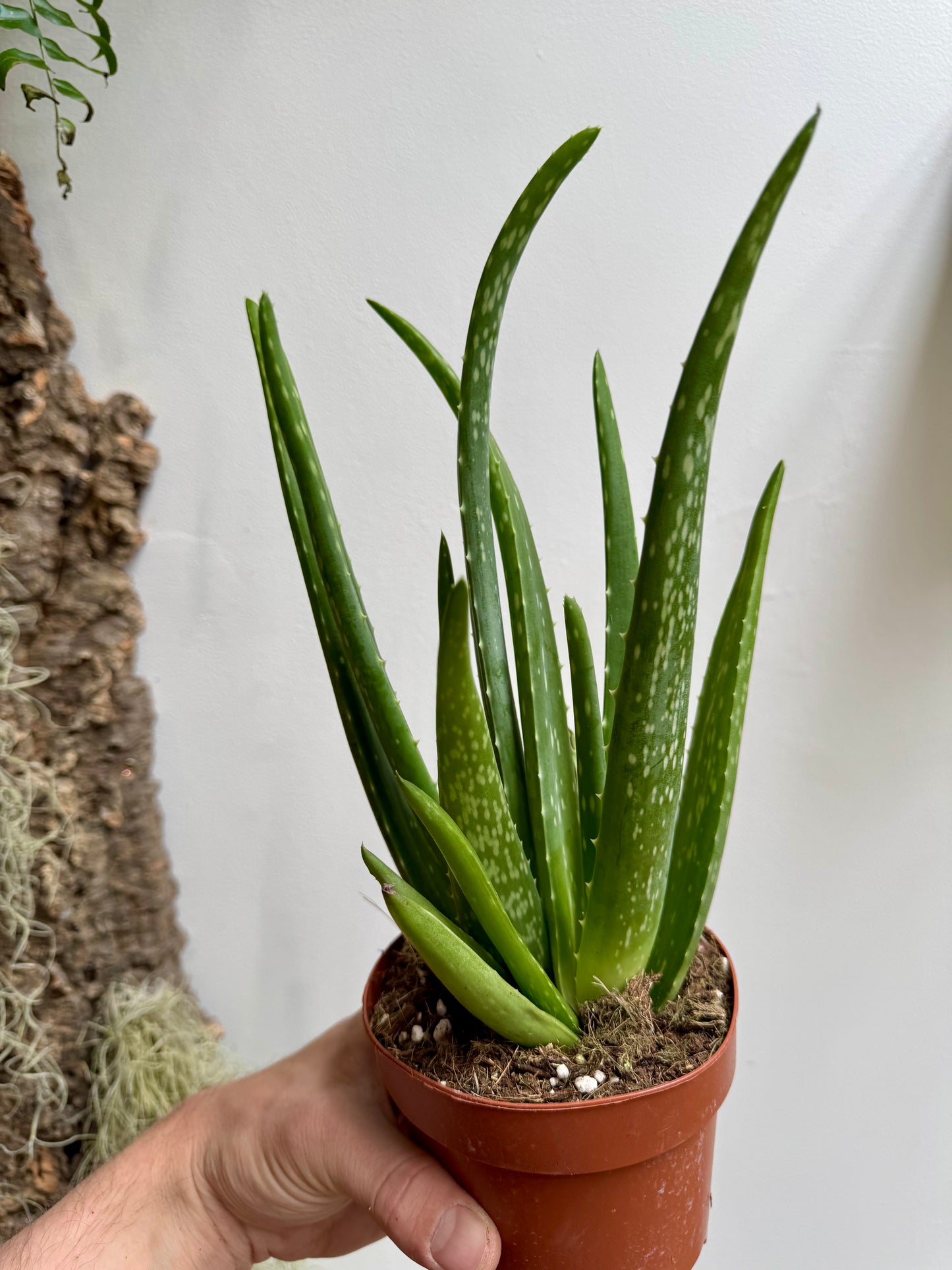 Aloe Barbadensis Miller - Aloe Vera