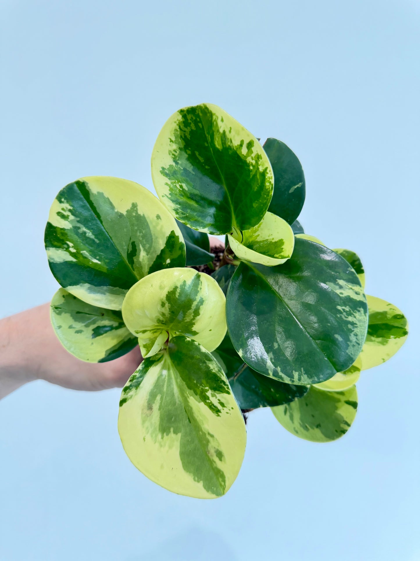 Baby Rubber Plant Variegated - Peperomia Obtusifolia Variegata