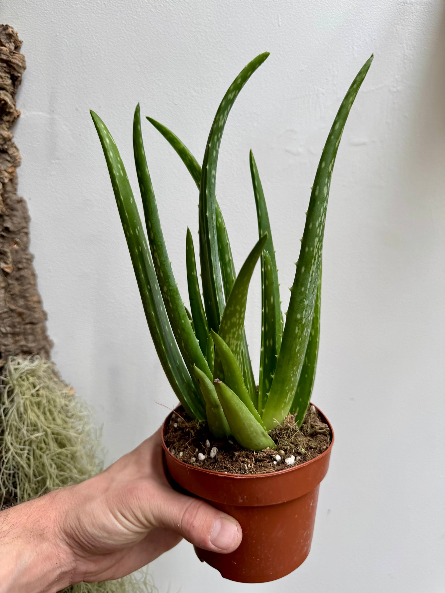 Aloe Barbadensis Miller - Aloe Vera