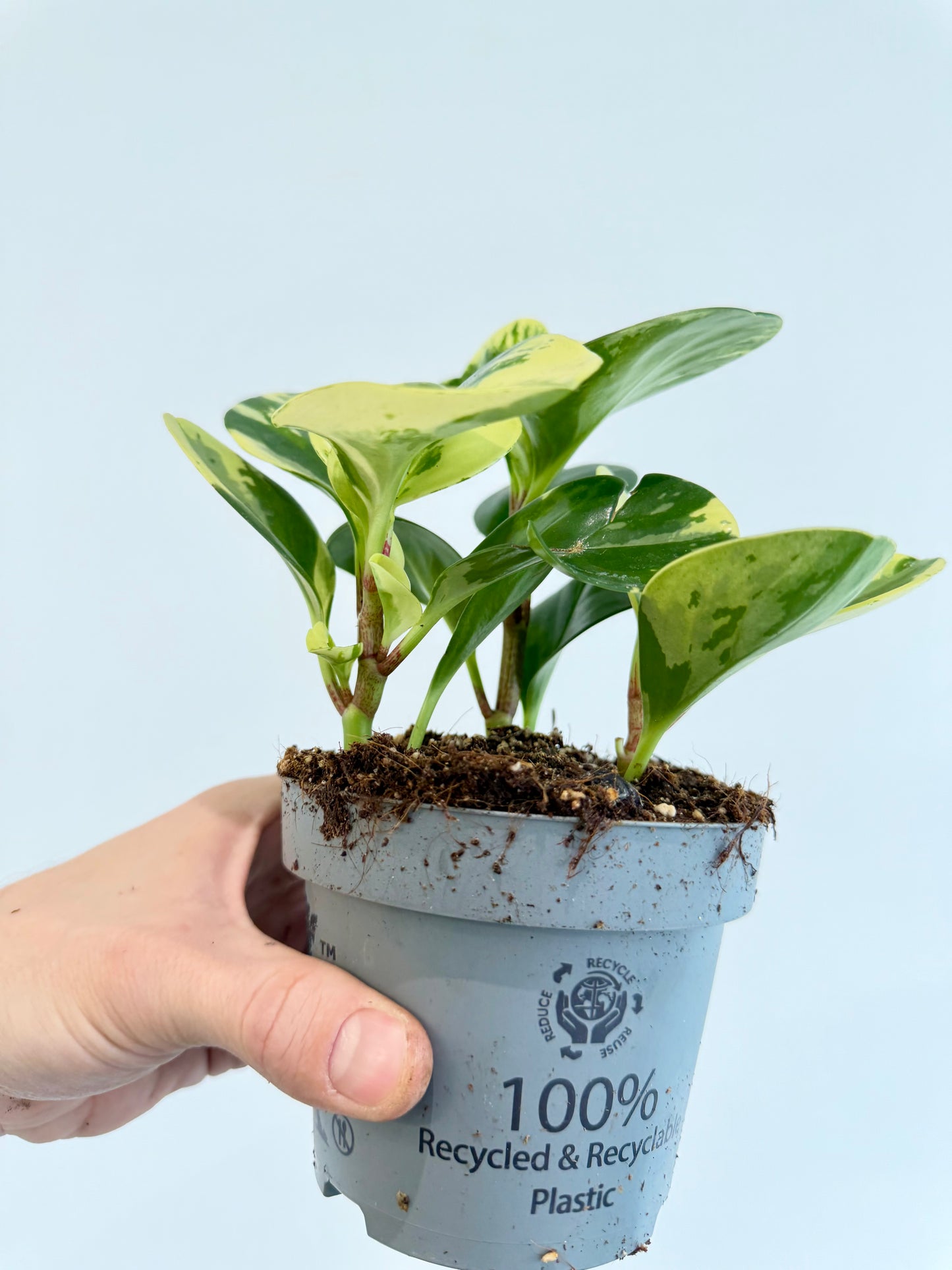 Baby Rubber Plant Variegated - Peperomia Obtusifolia Variegata