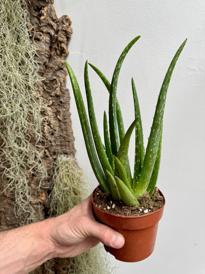 Aloe Barbadensis Miller - Aloe Vera