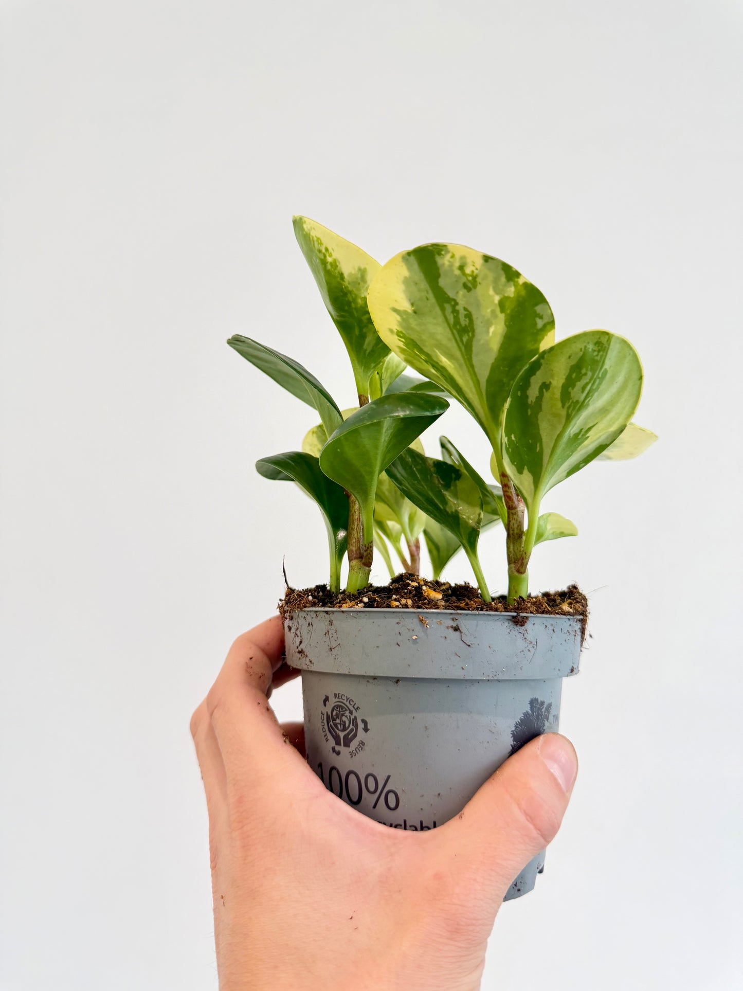 Baby Rubber Plant Variegated - Peperomia Obtusifolia Variegata