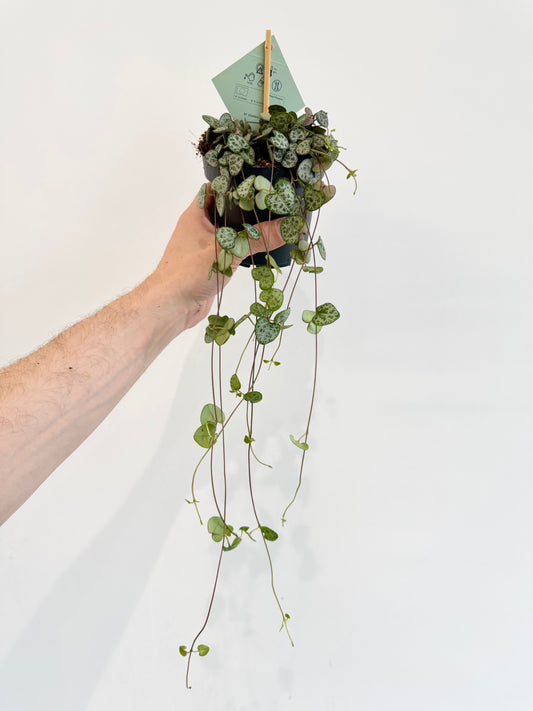 String of Hearts - Ceropegia Woodii