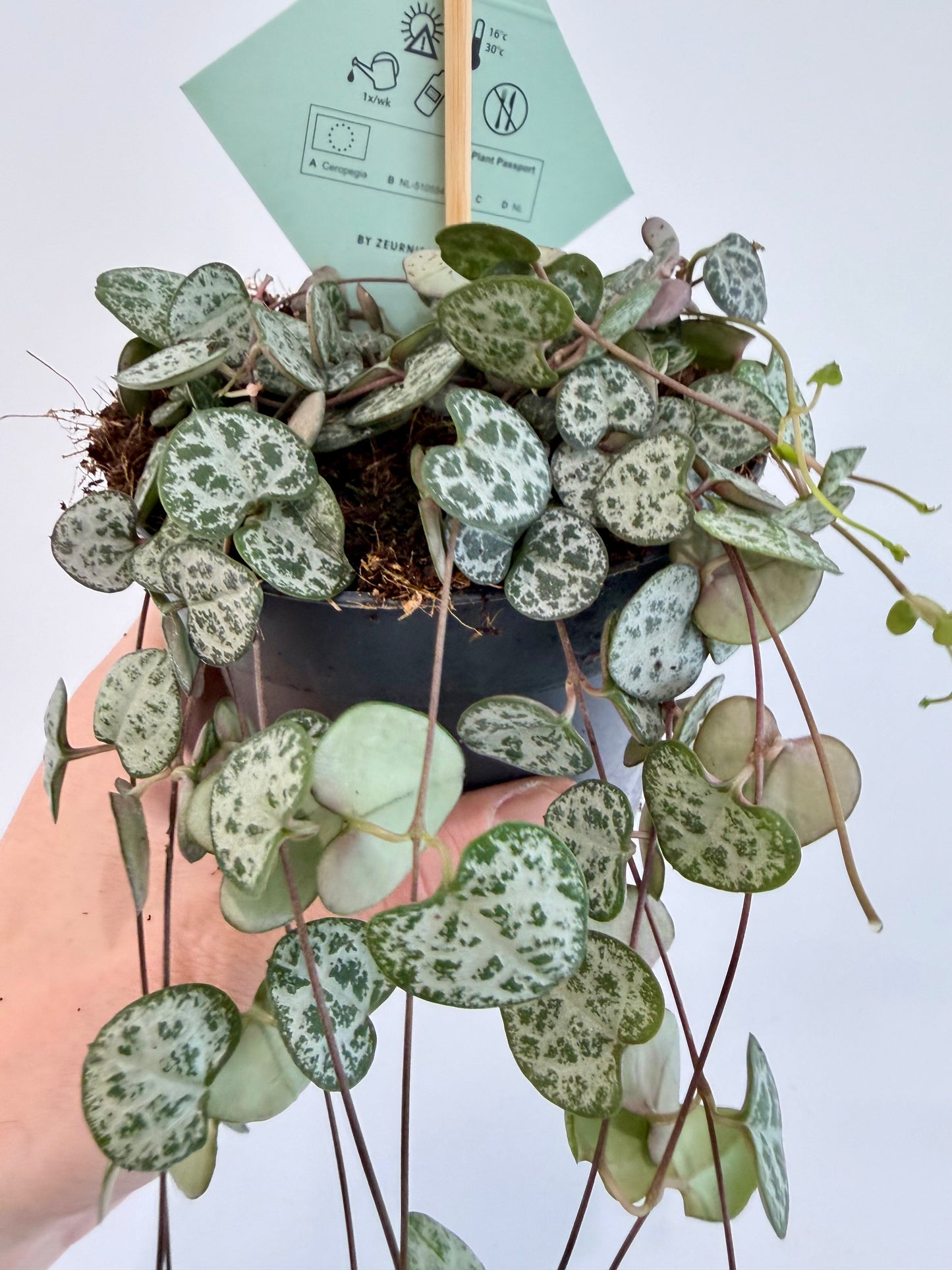 String of Hearts - Ceropegia Woodii