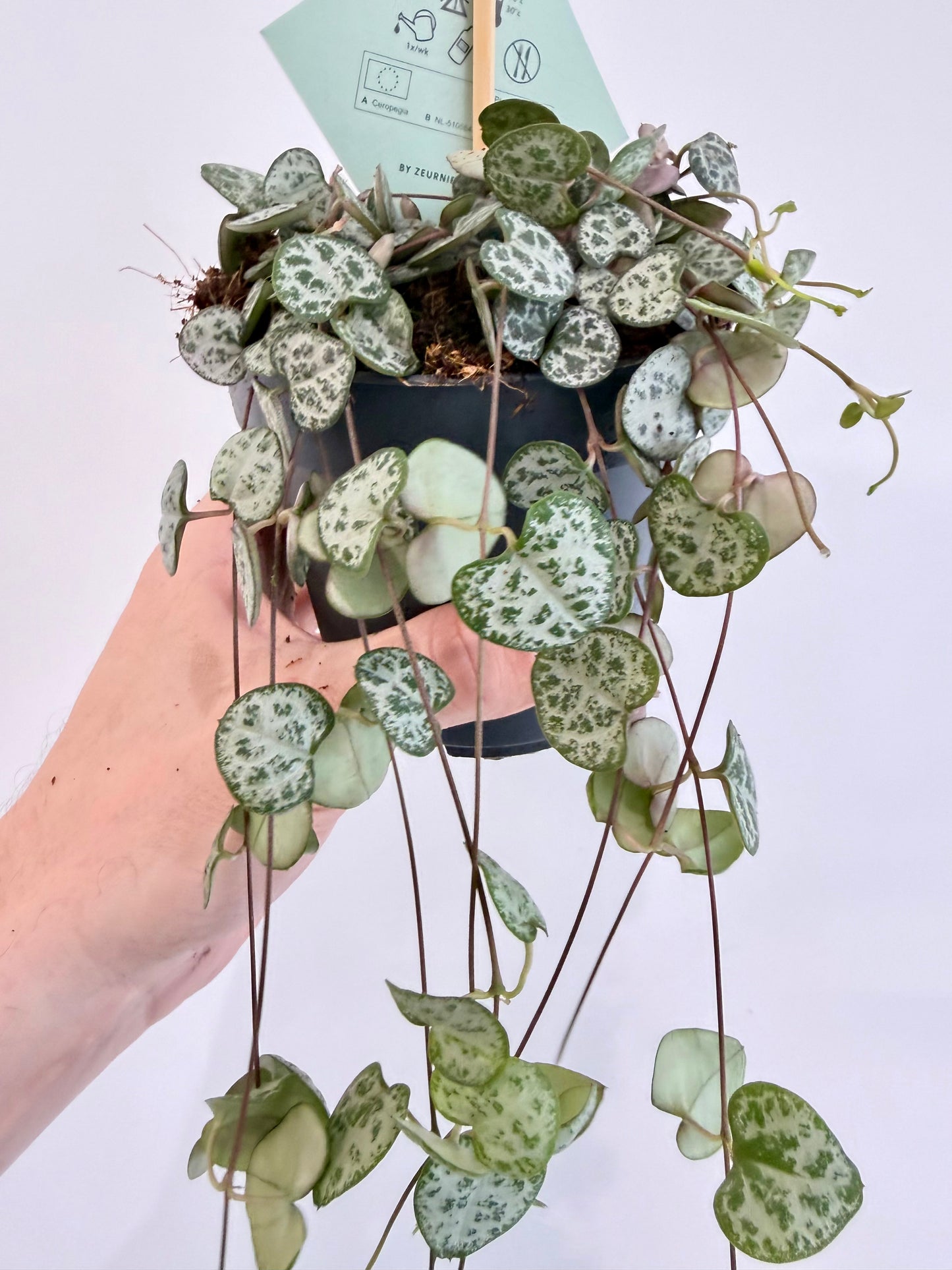 String of Hearts - Ceropegia Woodii