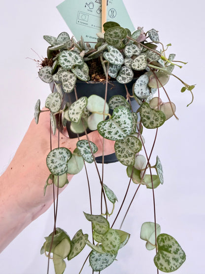 String of Hearts - Ceropegia Woodii