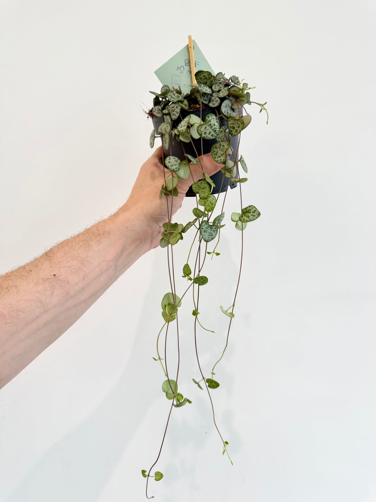 String of Hearts - Ceropegia Woodii