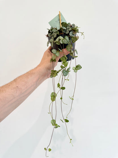 String of Hearts - Ceropegia Woodii