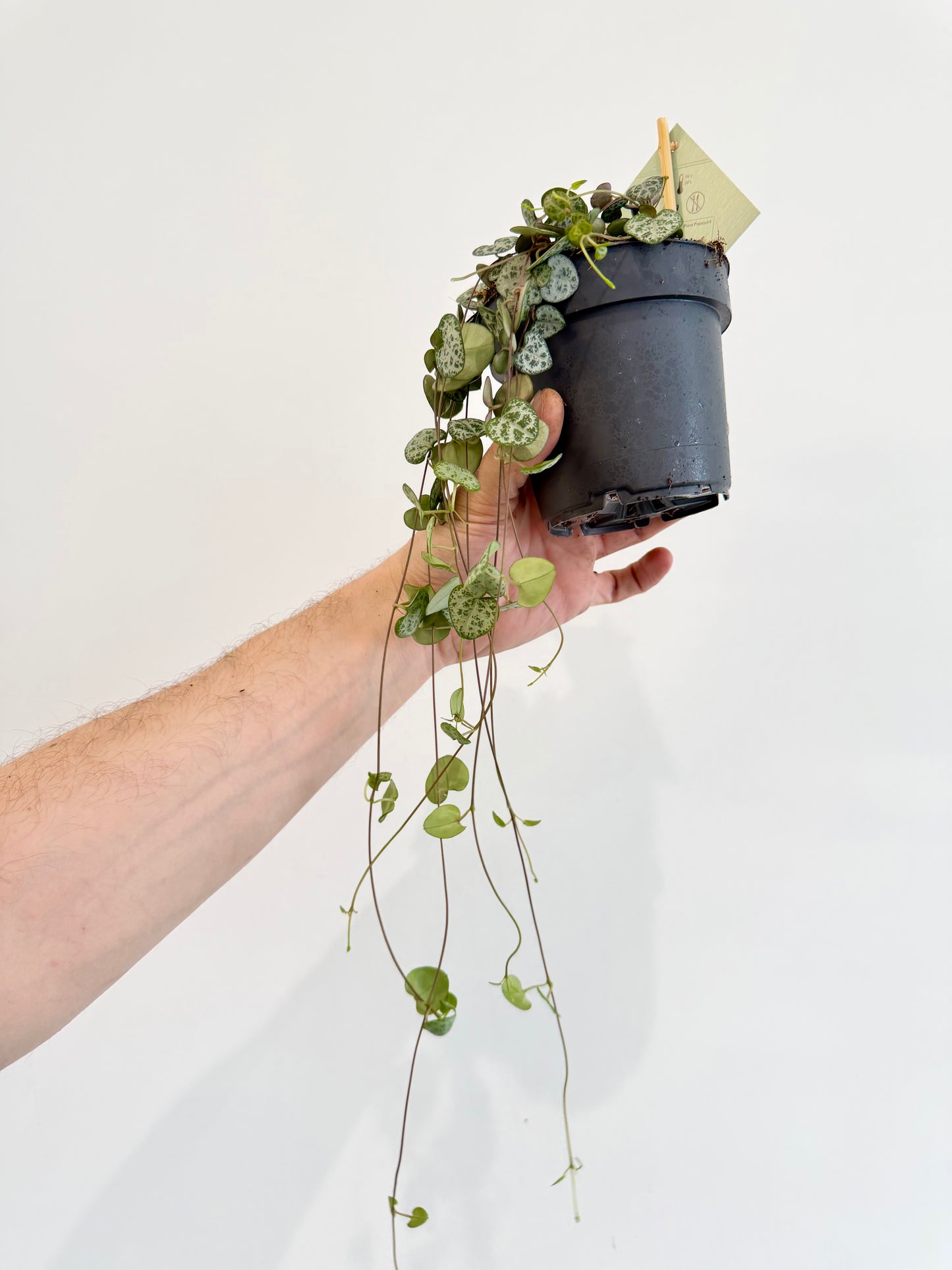 String of Hearts - Ceropegia Woodii