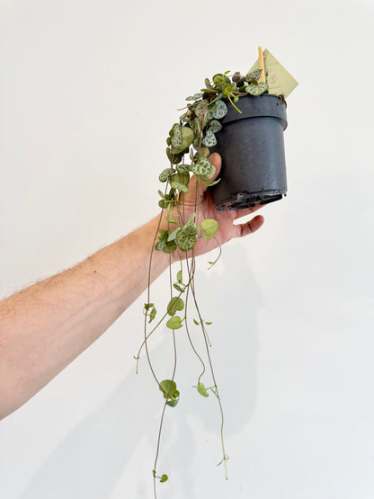 String of Hearts - Ceropegia Woodii