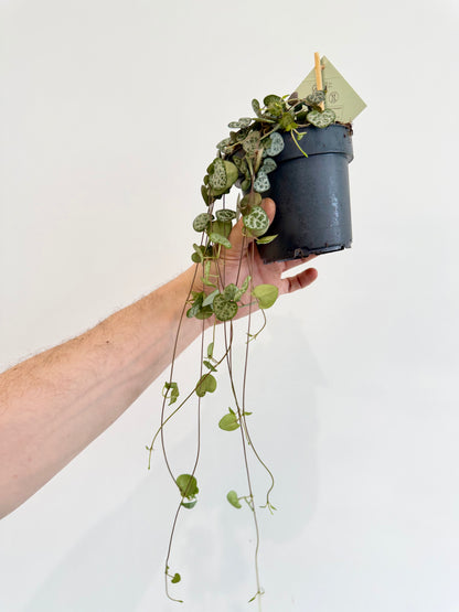 String of Hearts - Ceropegia Woodii