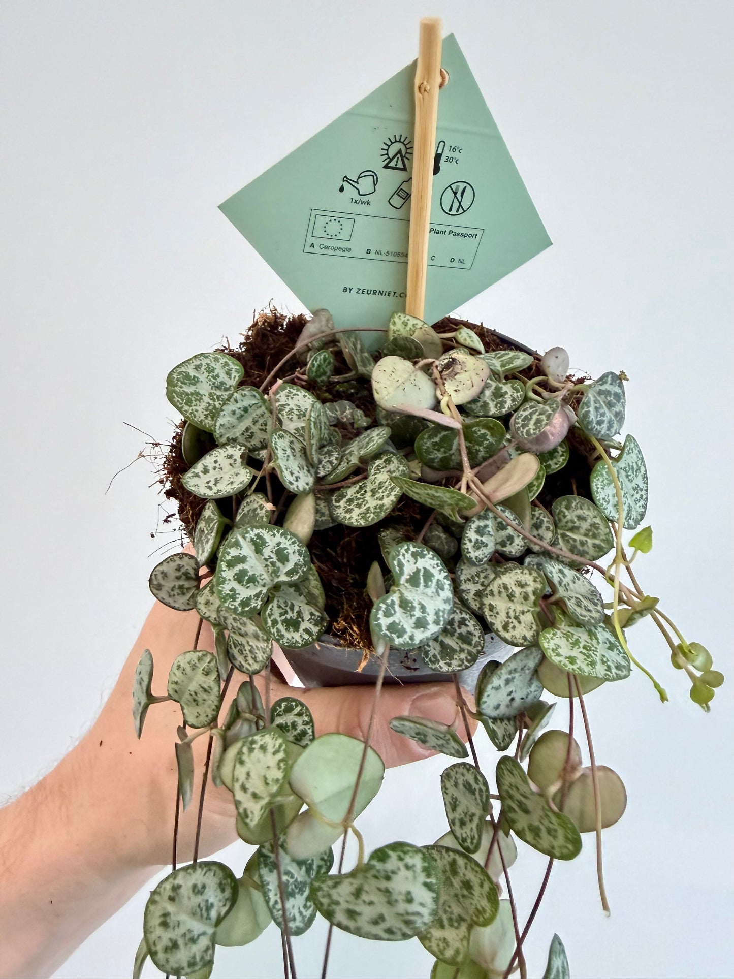String of Hearts - Ceropegia Woodii