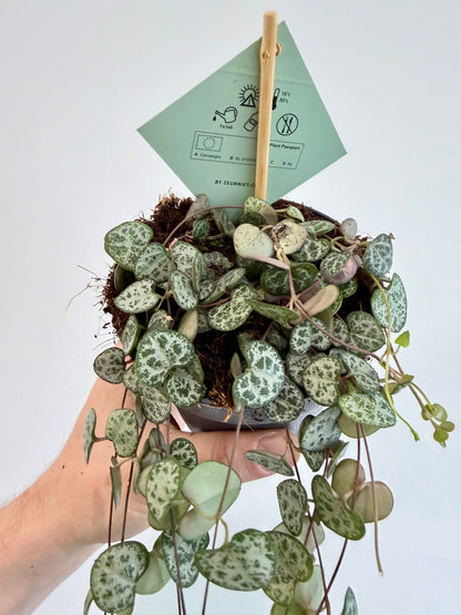 String of Hearts - Ceropegia Woodii
