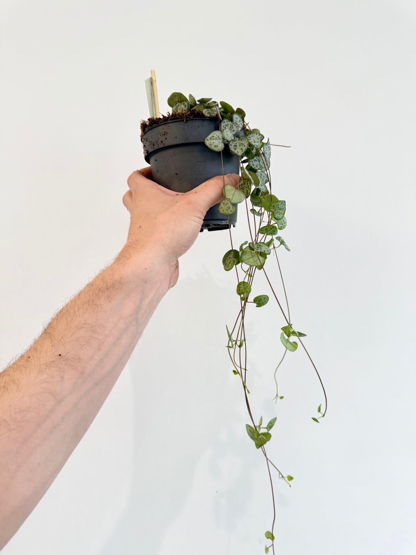 String of Hearts - Ceropegia Woodii