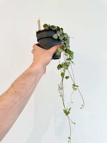 String of Hearts - Ceropegia Woodii