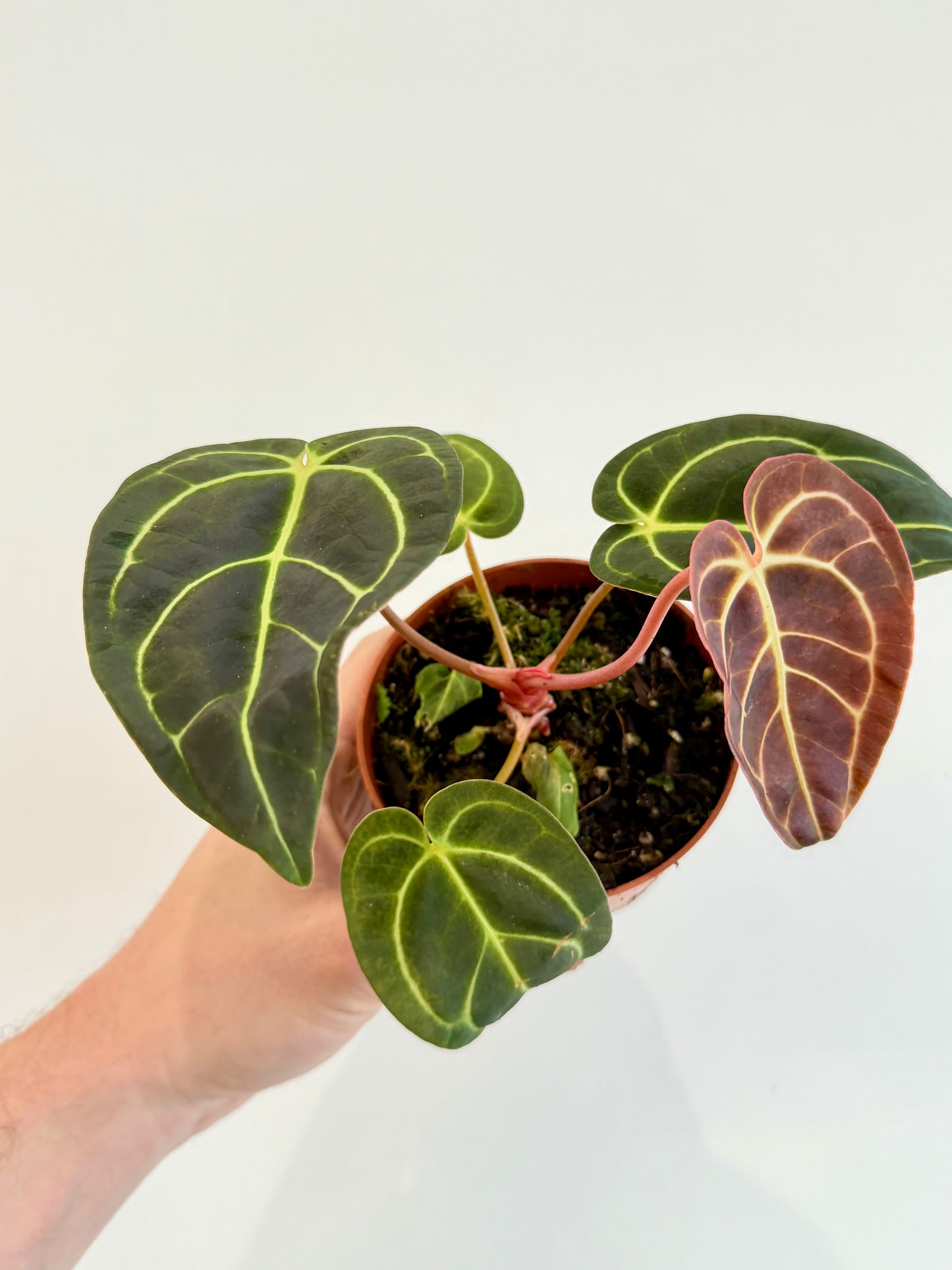 Anthurium Regale