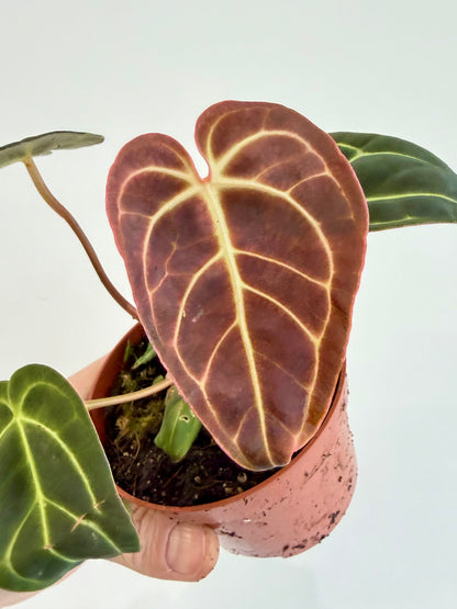 Anthurium Regale