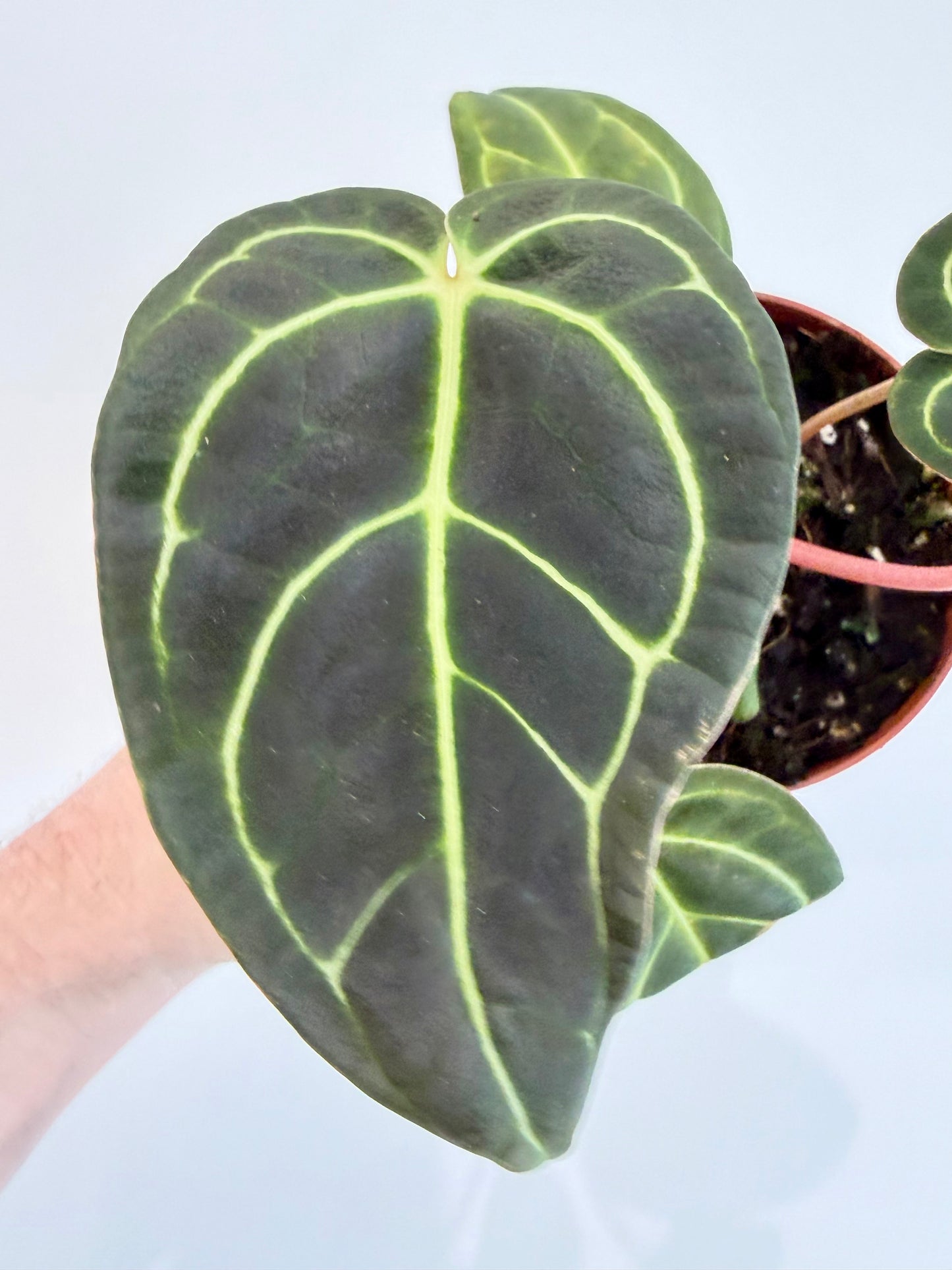 Anthurium Regale