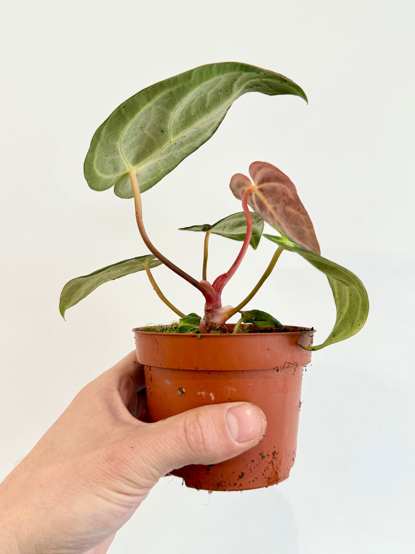 Anthurium Regale