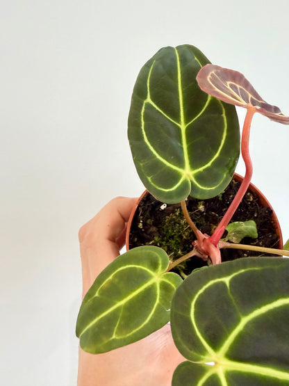 Anthurium Regale