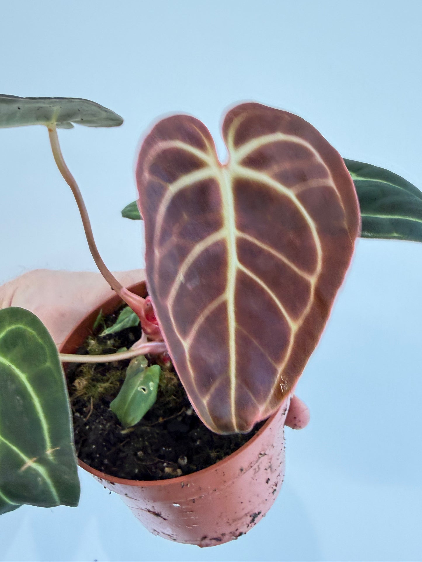 Anthurium Regale