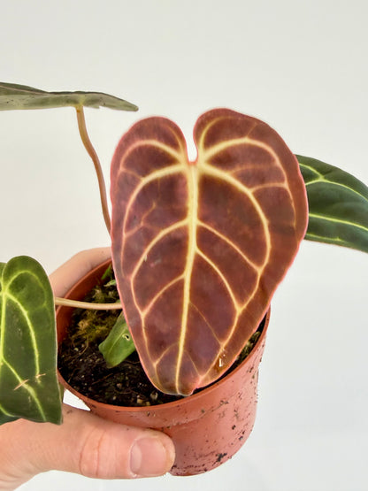 Anthurium Regale