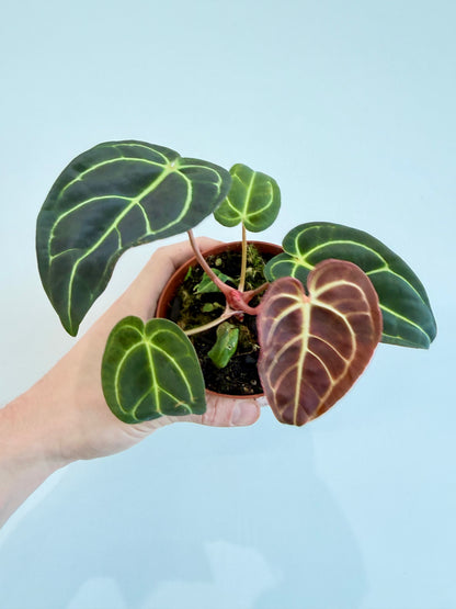 Anthurium Regale