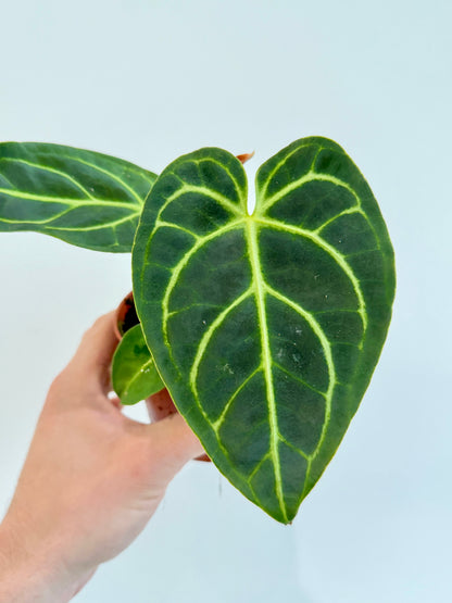 Anthurium Regale