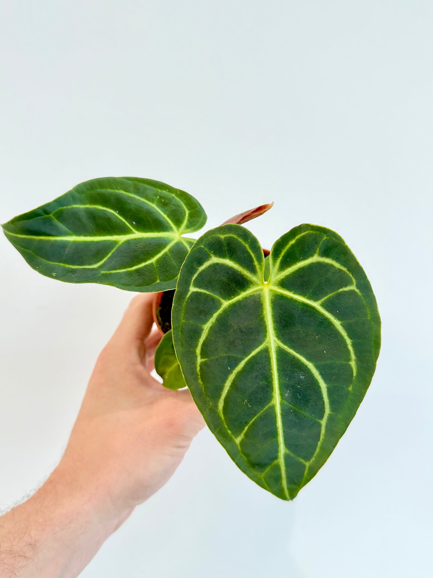 Anthurium Regale