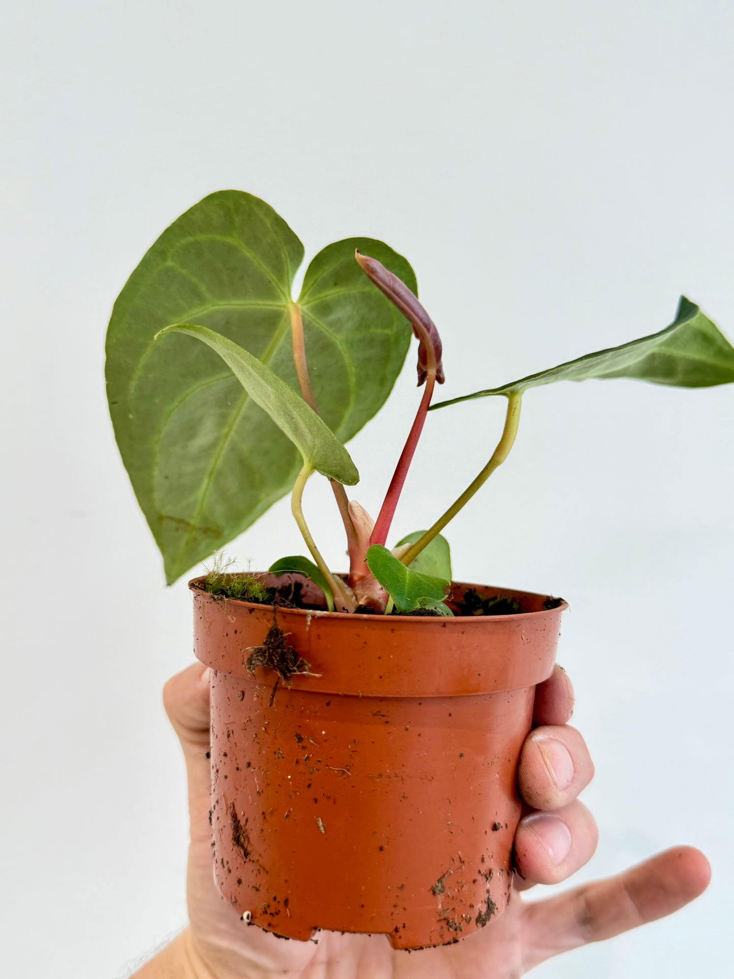 Anthurium Regale