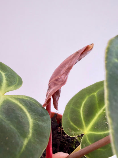 Anthurium Regale