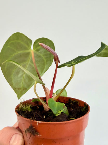 Anthurium Regale