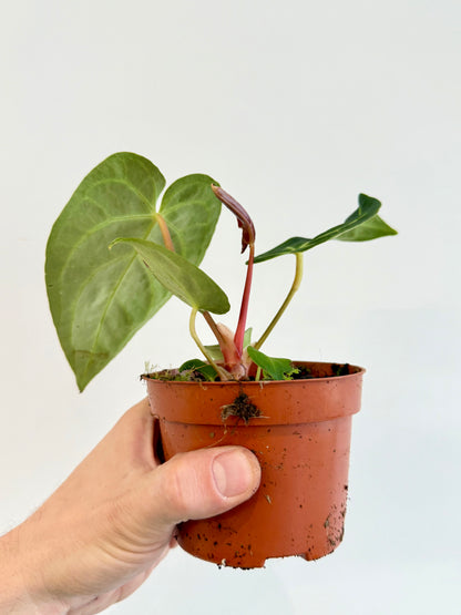 Anthurium Regale