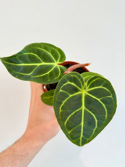 Anthurium Regale