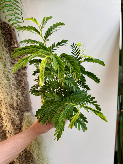 Tamarindus Indica - Tamarind Tree