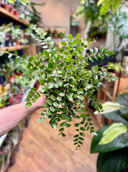 Pellaea Rotundifolia - Button Fern