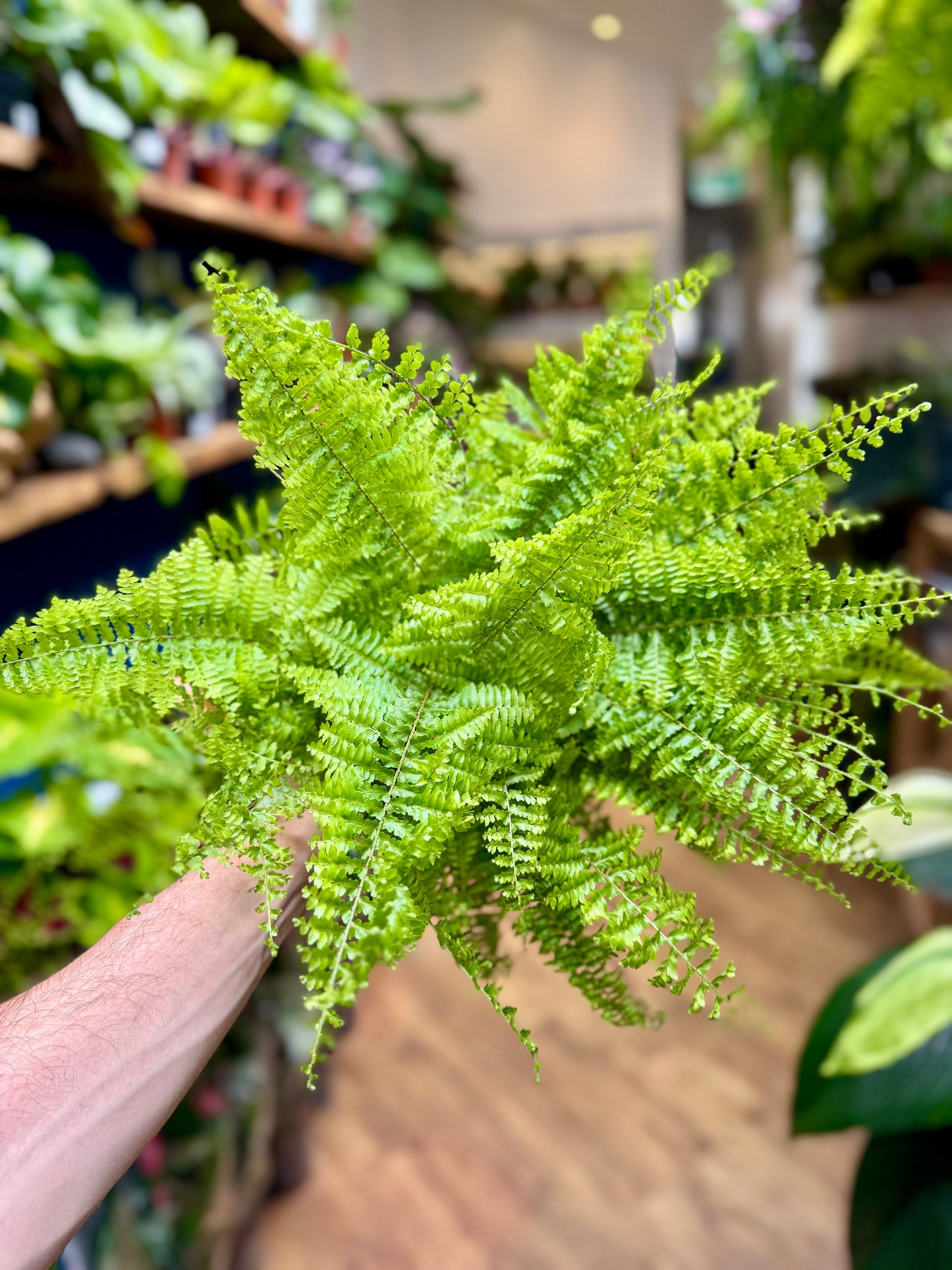 Nephrolepis Exaltata 'Fluffy Ruffles' - Fern