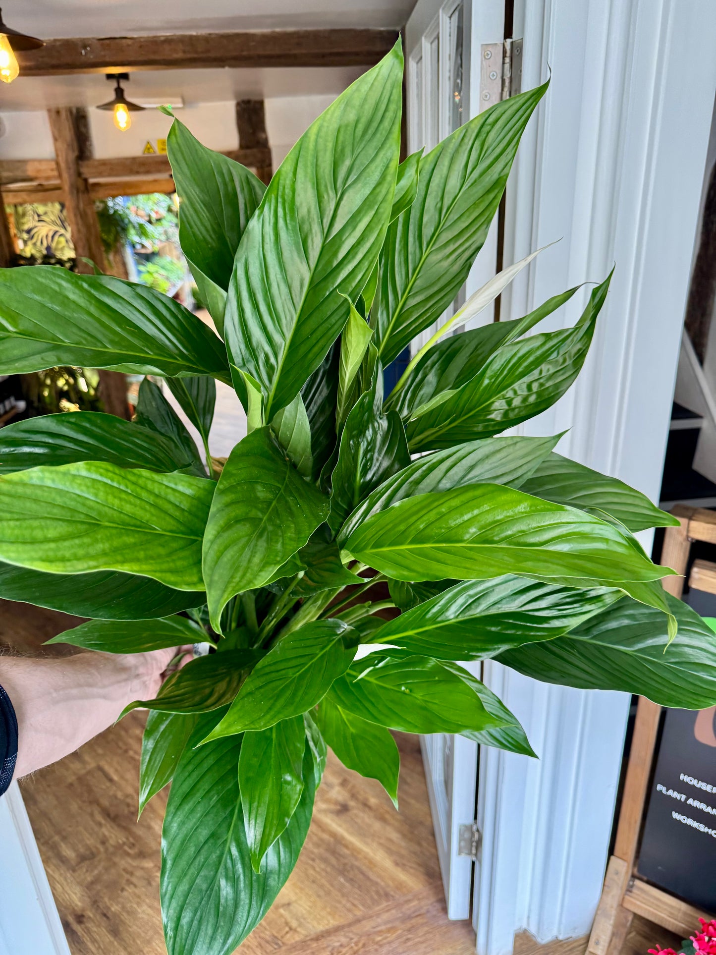 Spathiphyllum Sweet Lauretta - Peace Lily