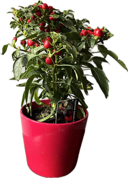 Capsicum Autumn Daylight - Pepper Plant - Oh Shoot! Plants