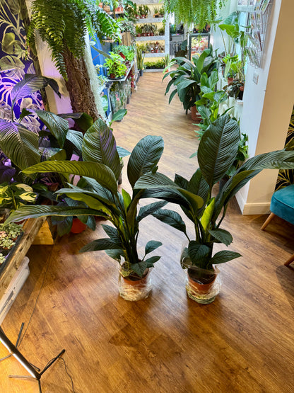 Spathiphyllum Sensation - Giant Peace Lily