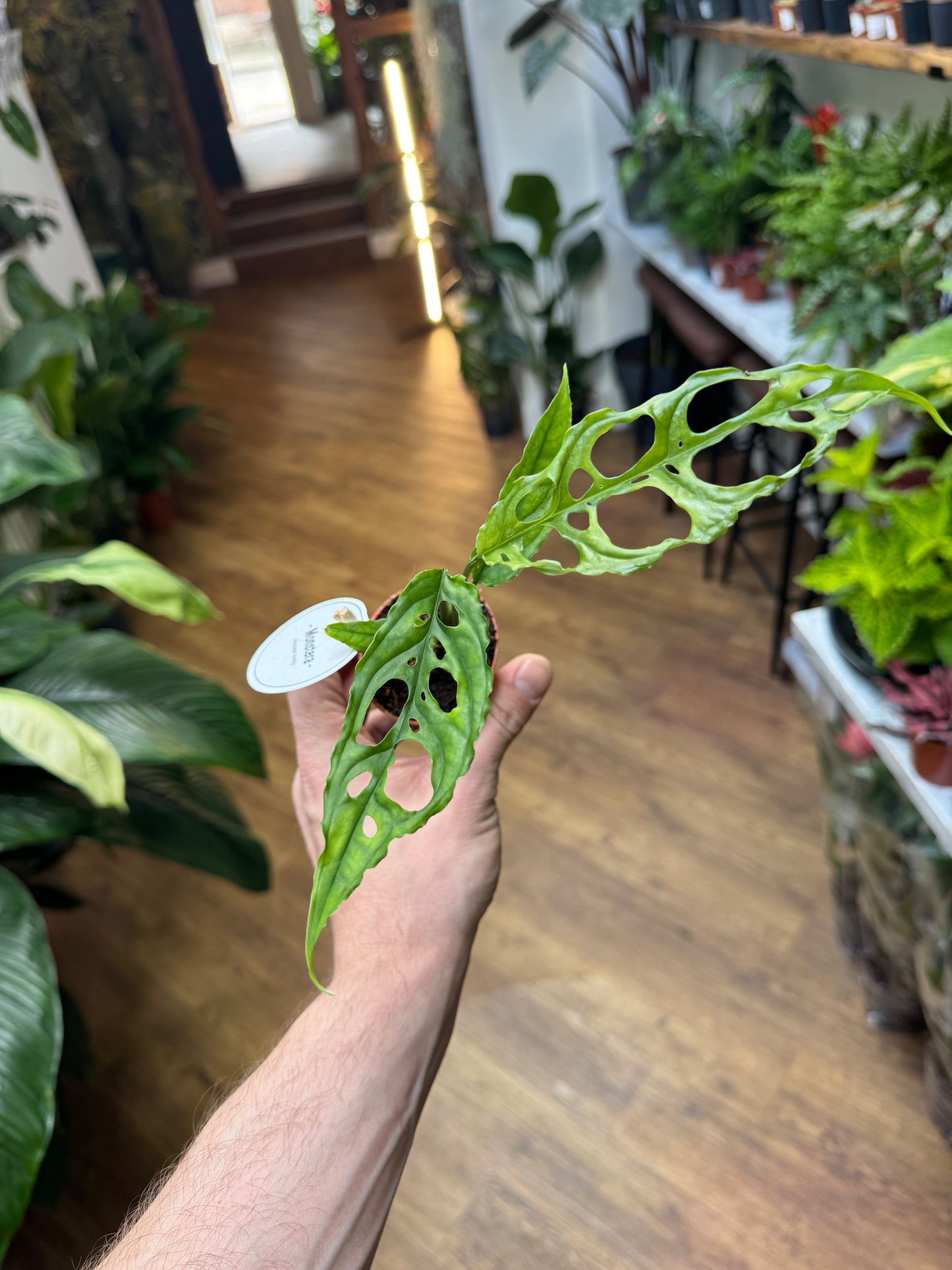 Monstera Obliqua Peruviana - Monstera Obliqua Peru