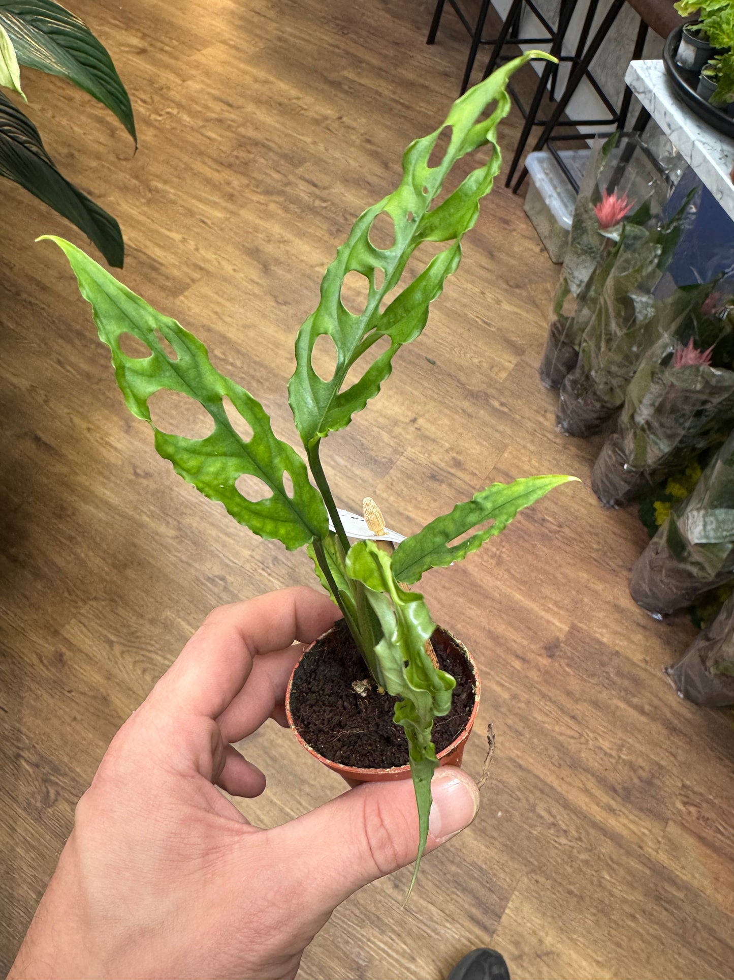 Monstera Obliqua Peruviana - Monstera Obliqua Peru
