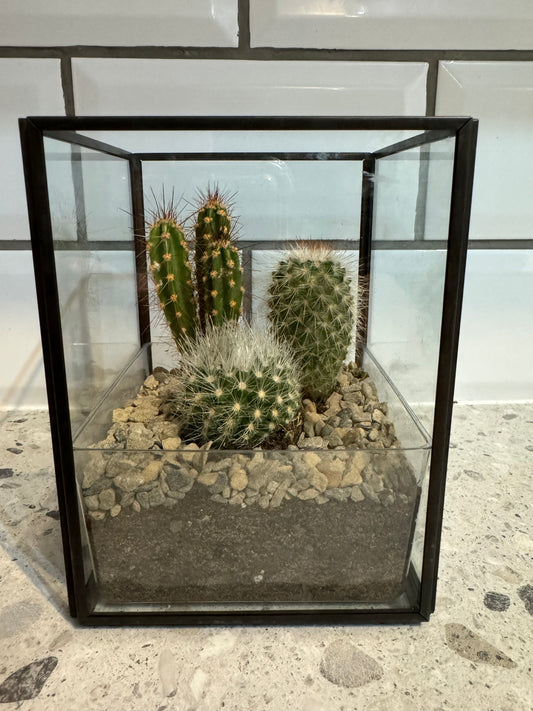 Black Glass Cactus Garden - Oh Shoot! Plants