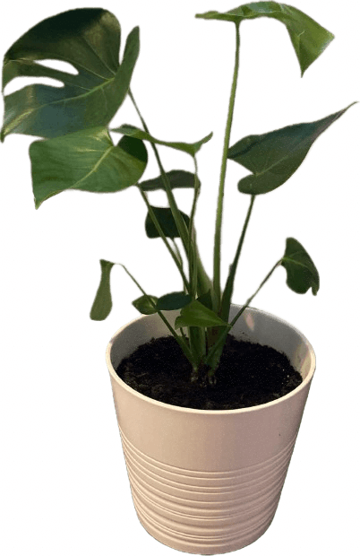 Swiss Cheese Plant - Monstera Deliciosa Houseplant - Oh Shoot! Plants