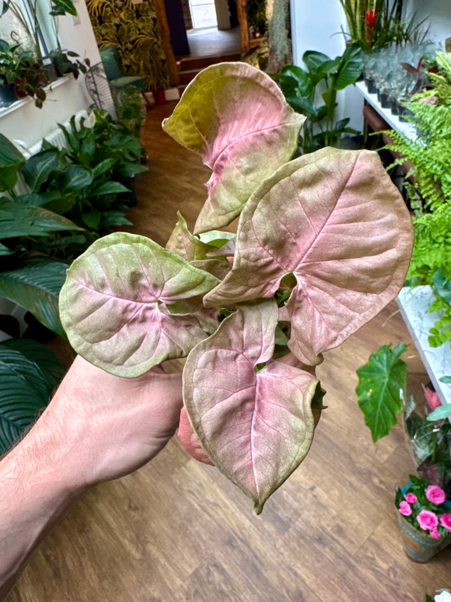 Syngonium Podophyllum - Arrow Head Vine