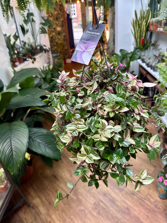 Tradescantia Quadricolour - Tricolour Inch Plant in Hanging Basket