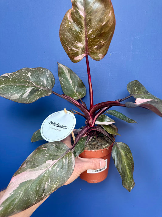 Philodendron Erubescens - Philodendron Pink Princess