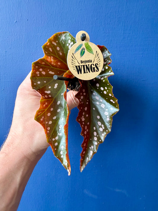 Begonia Cracklin Rosie