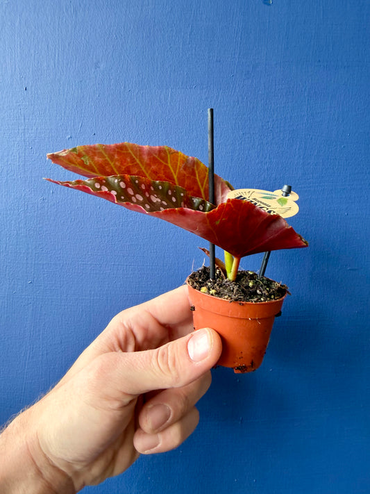Begonia Cracklin Rosie