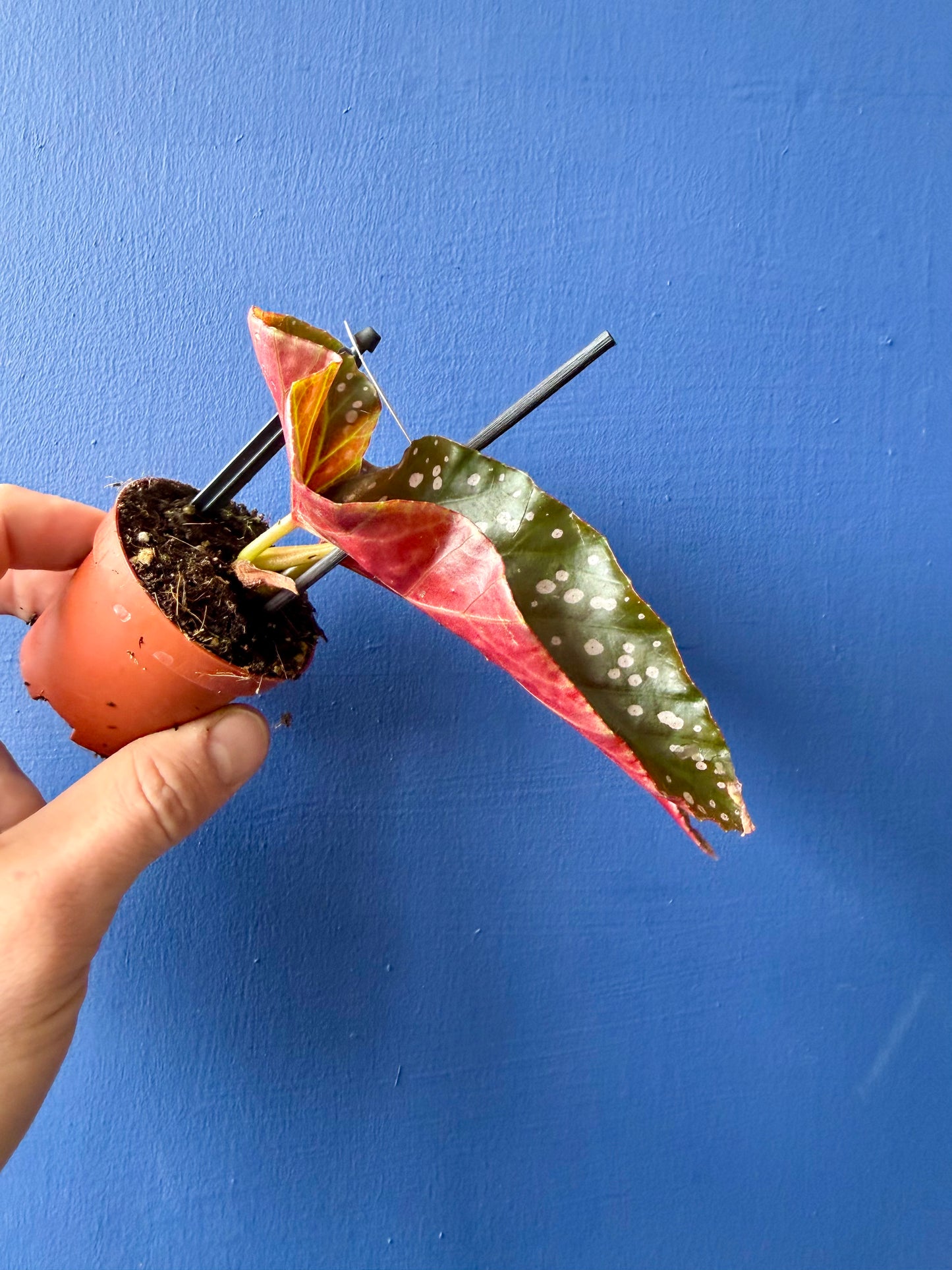 Begonia Cracklin Rosie